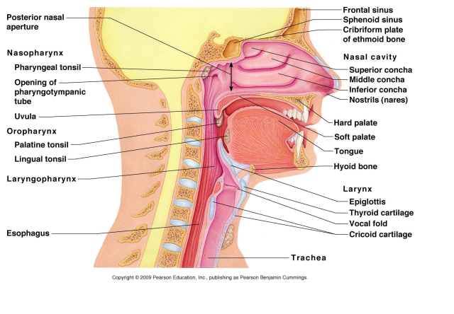 Gambar-3.-Hidung-mulut-saluran-pernafasan-dan-saluran-makanan-minuman.png