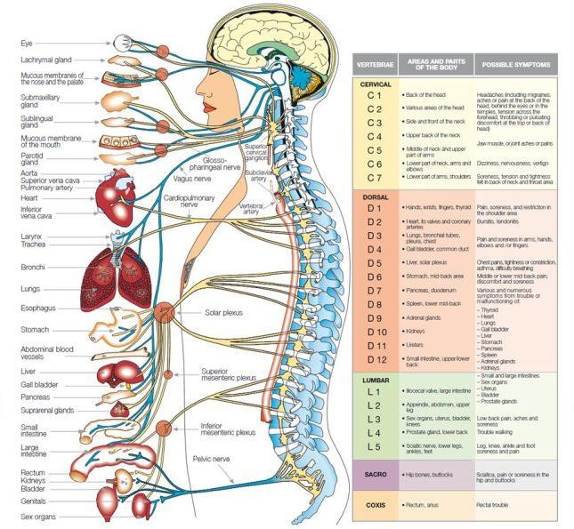 Gambar-1. Sistem saraf manusia.jpg