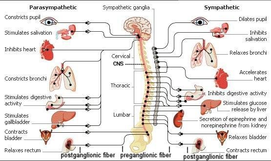 Gambar-2. Saraf Autonom.jpg